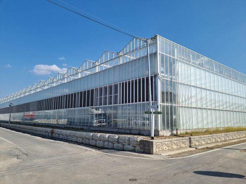 프룻하늬님의 장터 판매 상품 [[특가] 스테비아 방울토망고 1kg, 2kg] 첨부 사진
