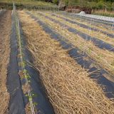 팜모닝 고추·제초 게시글 이미지