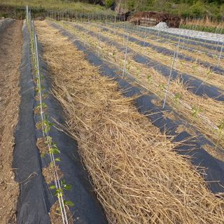봉골농장님의 고추 · 제초 작성글 사진