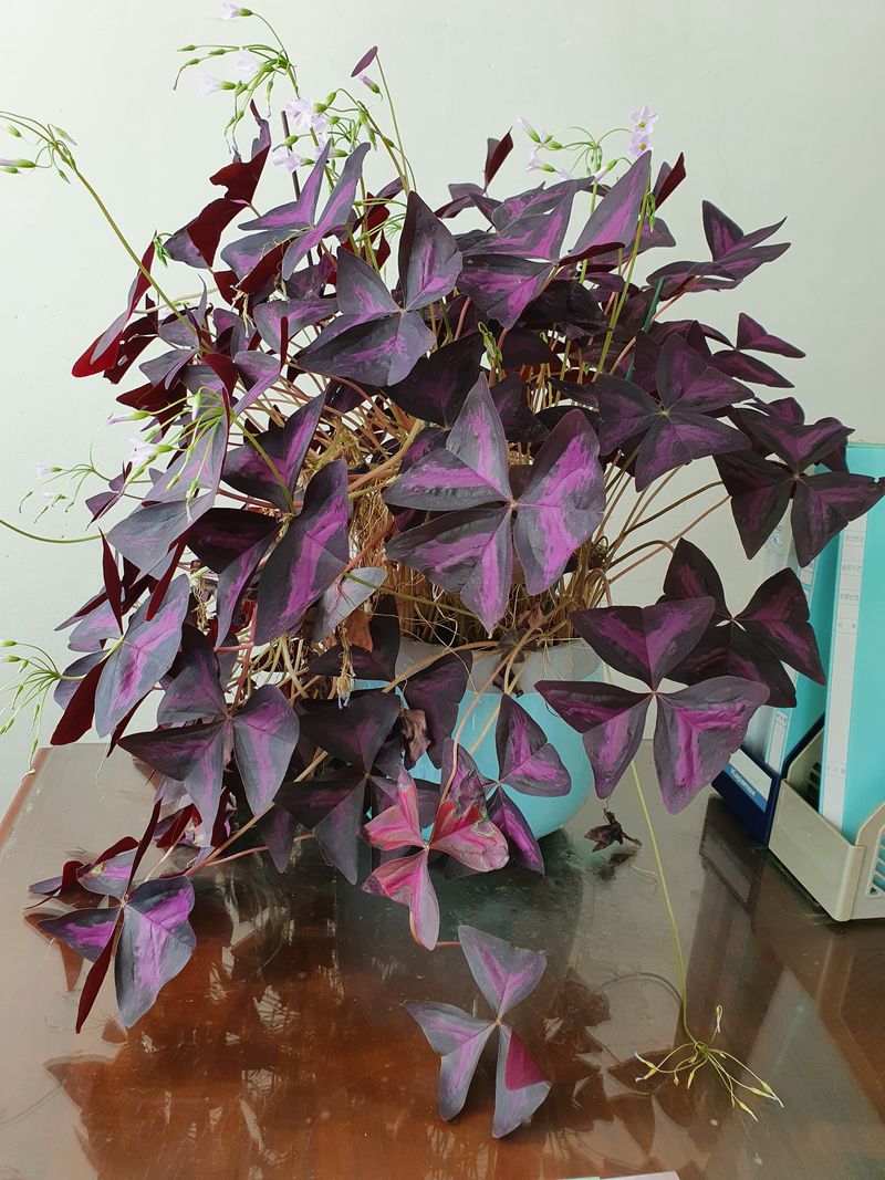 장터 상품 [국산 들깨 13kg] 썸네일