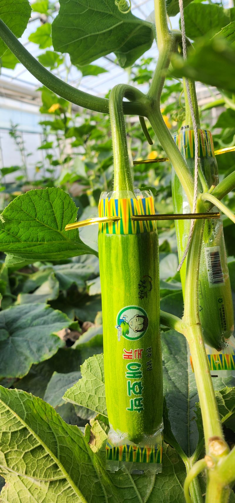 김기태님의 장터 판매 상품 [친환경 무농약 애호박B품 판매] 첨부 사진