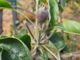 싹난사과님의 사과 · 일상 작성글 사진