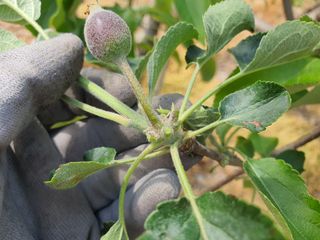 싹난사과님의 사과 · 일상 작성글 사진