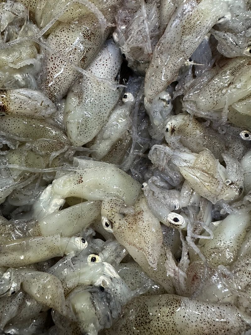 장터 상품 [당일바리 횟감 호래기] 썸네일