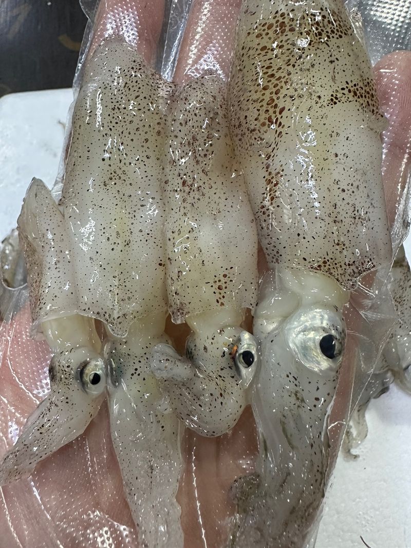 목포 물좋은수산님의 장터 판매 상품 [당일바리 횟감 호래기] 첨부 사진