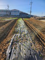 팜모닝 마늘·토양준비 게시글 이미지