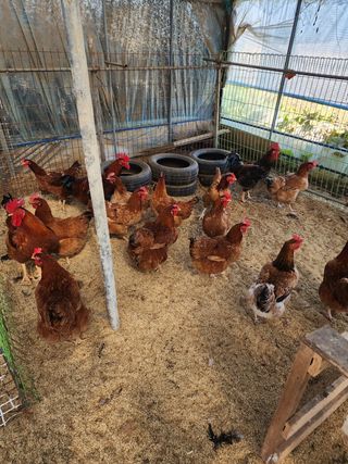 청송농장16987님의 자유주제 · 자유게시판 작성글 사진