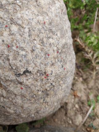 금동이네님의 복숭아 · 자유게시판 작성글 사진