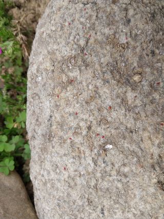 금동이네님의 복숭아 · 자유게시판 작성글 사진