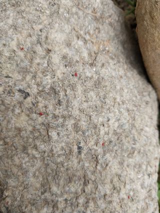 금동이네님의 복숭아 · 자유게시판 작성글 사진