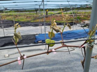 포도(우혜만)님의 포도 · 자유게시판 작성글 사진