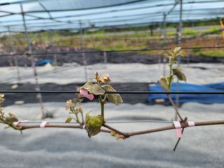 포도(우혜만)님의 포도 · 자유게시판 작성글 사진