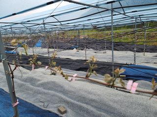 포도(우혜만)님의 포도 · 자유게시판 작성글 사진