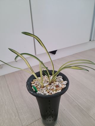 메추라기님의 벼 · 자유게시판 작성글 사진