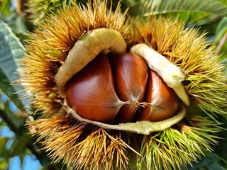 황인동님의 버섯 · 일상 작성글 사진