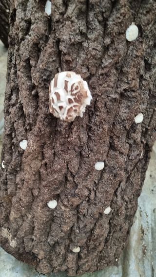 황인동님의 버섯 · 일상 작성글 사진