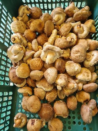 황인동님의 버섯 · 일상 작성글 사진