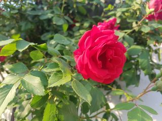 매실사랑님의 자유주제 · 자유게시판 작성글 사진