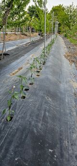 팜모닝 고추·파종•정식 게시글 이미지