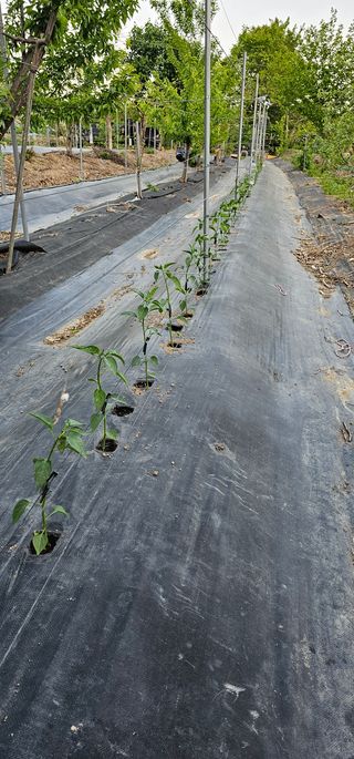 우경 김종철님의 고추 · 파종•정식 작성글 사진