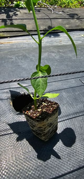 우경 김종철님의 고추 · 파종•정식 작성글 사진