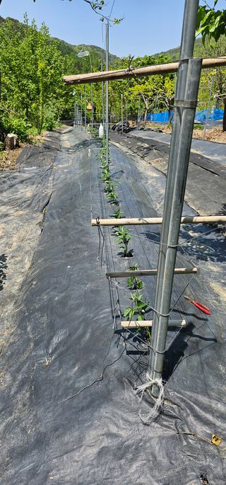 우경 김종철님의 고추 · 파종•정식 작성글 사진