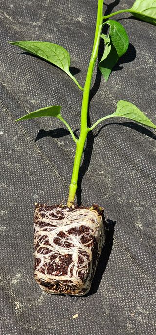 우경 김종철님의 고추 · 파종•정식 작성글 사진