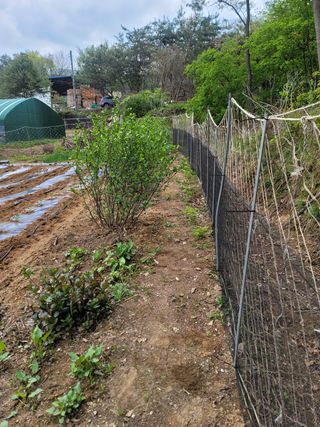장기준님의 버섯 · 토양준비 작성글 사진