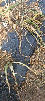 팜모닝 파·병해충상담 게시글 이미지