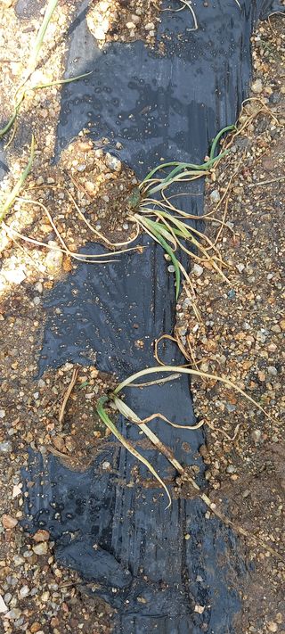 서강훈님의 파 · 병해충상담 작성글 사진