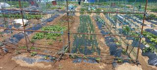 서강훈님의 파 · 병해충상담 작성글 사진