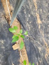 팜모닝 고추·병해충상담 게시글 이미지