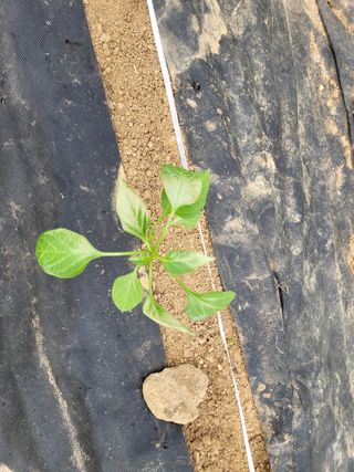 hkte님의 고추 · 병해충상담 작성글 사진