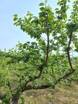 팜모닝 매실·자유게시판 게시글 이미지