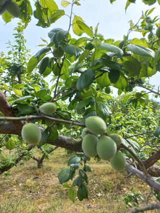 등불님의 매실 · 자유게시판 작성글 사진