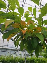 팜모닝 자두·병해충상담 게시글 이미지