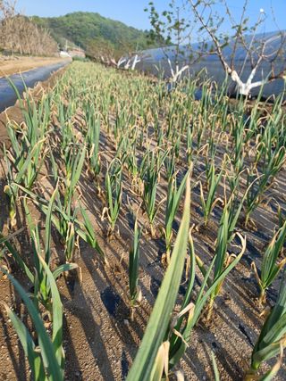 879412님의 기타작물 · 병해충상담 작성글 사진