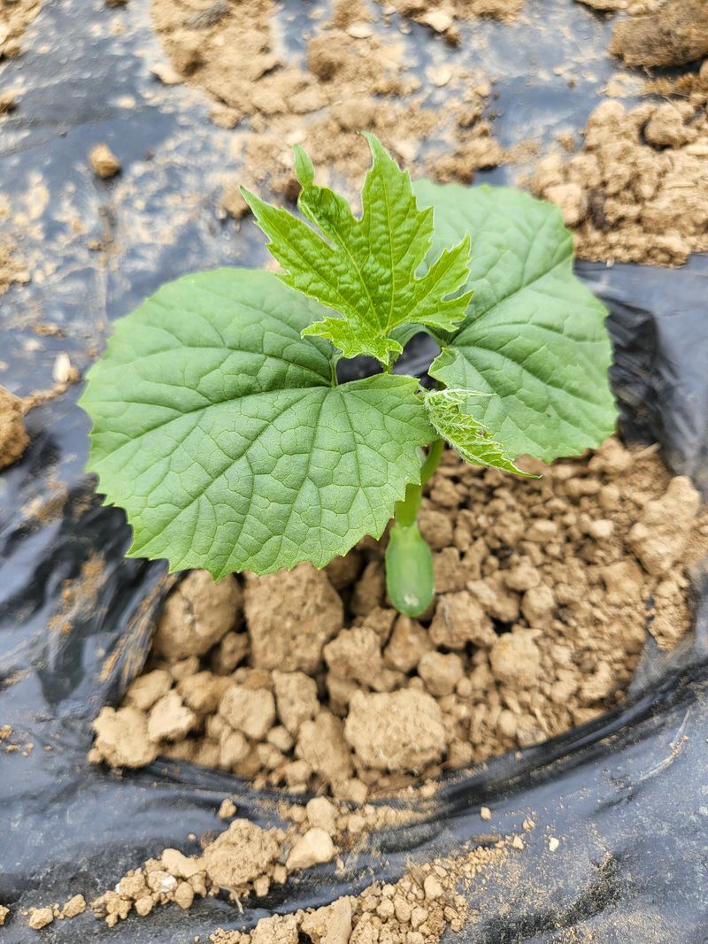 장터 상품 [여주] 썸네일