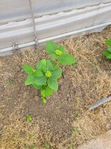 팜모닝 기타작물·자유게시판 게시글 이미지