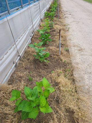 백구수국님의 기타작물 · 자유게시판 작성글 사진