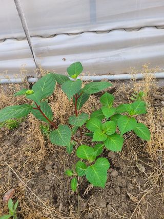 백구수국님의 기타작물 · 자유게시판 작성글 사진