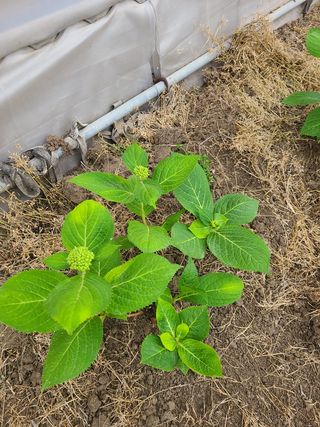 백구수국님의 기타작물 · 자유게시판 작성글 사진