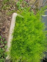 팜모닝 콩·자유게시판 게시글 이미지