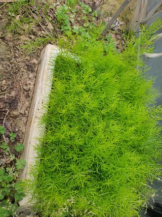 신선고을농원님의 콩 · 자유게시판 작성글 사진