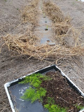 신선고을농원님의 콩 · 자유게시판 작성글 사진