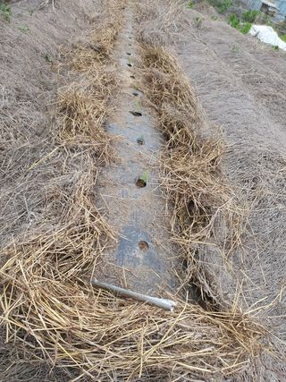 신선고을농원님의 콩 · 자유게시판 작성글 사진