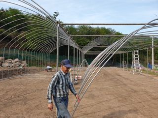 머치자연인님의 두릅 · 일상 작성글 사진