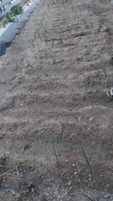 팜모닝 파·병해충상담 게시글 이미지