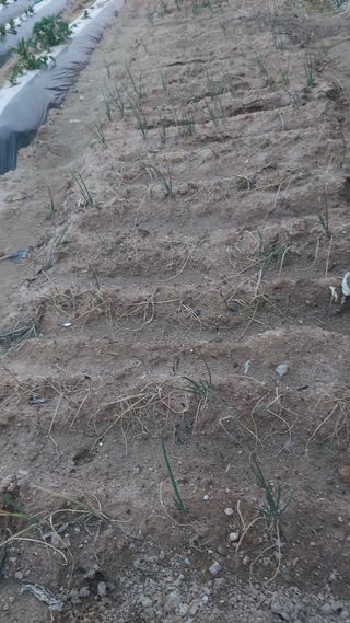 청암농원님의 파 · 병해충상담 작성글 사진