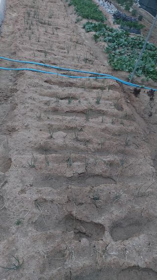 청암농원님의 파 · 병해충상담 작성글 사진